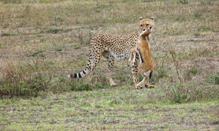 Traveler Story: The Great Tanzania Migration Safari