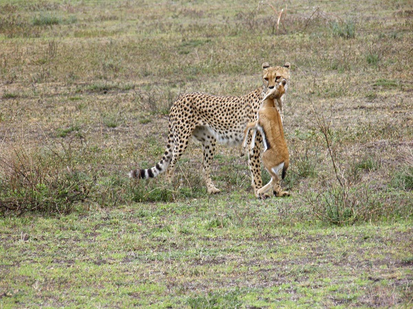 Cheetah Kill in Tanzania