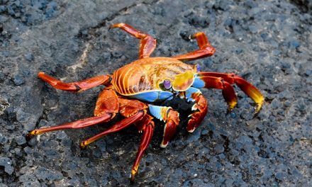 Traveler Story: Galapagos Hiking & Kayaking Adventure