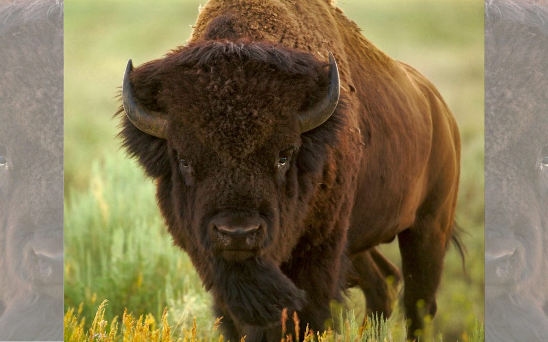 Video: Bison Return to Wyoming’s Wind River Reservation