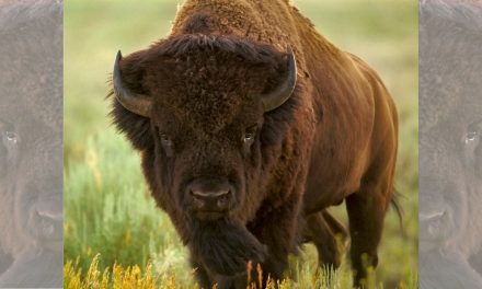 Video: Bison Return to Wyoming’s Wind River Reservation