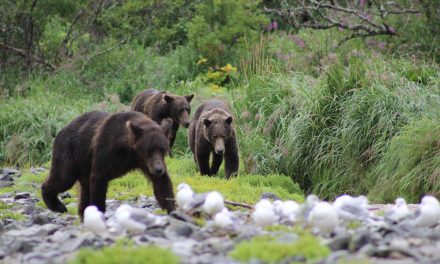 Alaska in July or August: When to Go?