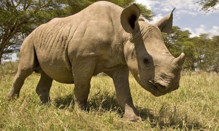 Ultimate Kenya Safaris – Africa Travel Etiquette Part 2