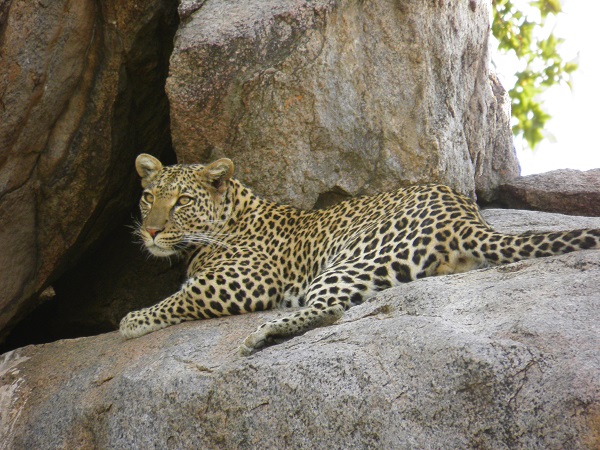 Leopard in Tanzania