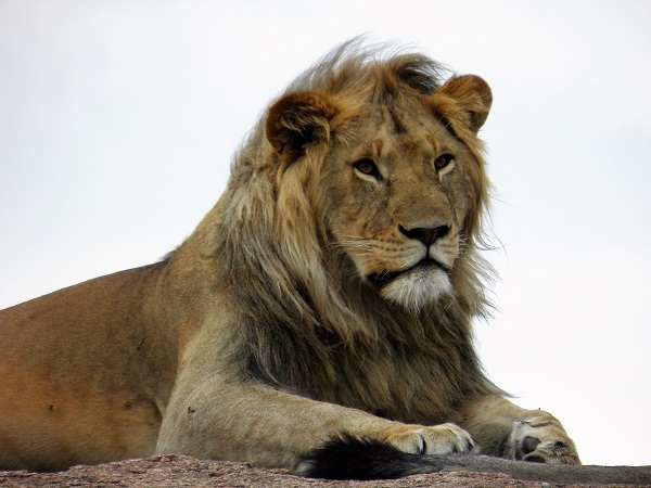 Lion in Tanzania