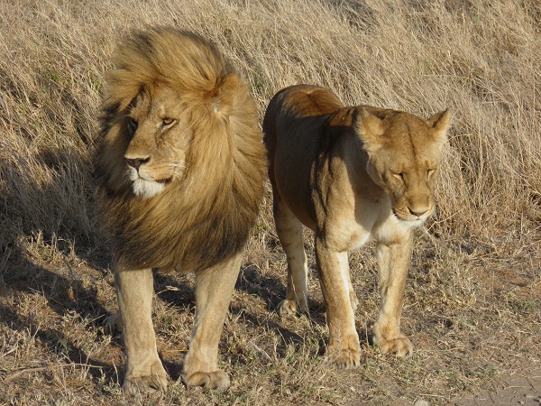 Lions in Tanzania