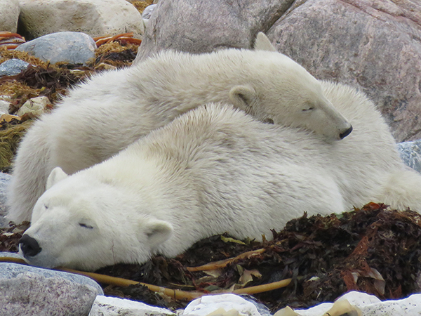 Polar bear mother and cub