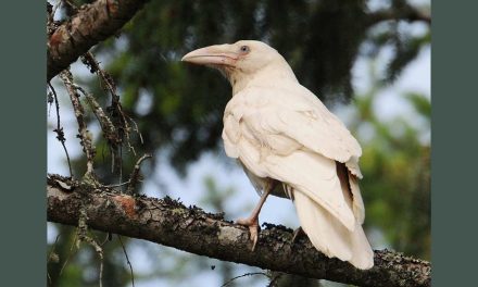 White, Wild Animals and Why Difference Shouldn’t Be Wrong