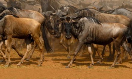 The World’s Greatest Mammal Migration?