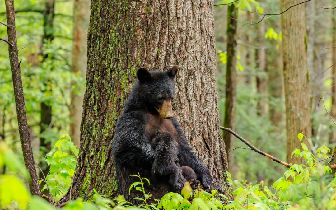 Wildlife Photo of the Week: Black Bears Nursing