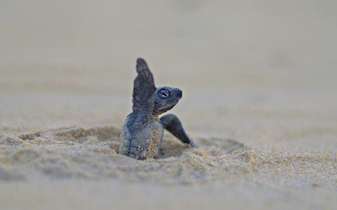 Wildlife Photo of the Week: Hello World!