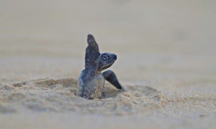 Wildlife Photo of the Week: Hello World!