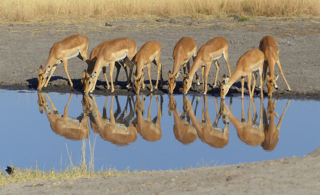 Wildlife Photo of the Week: Impala Reflections