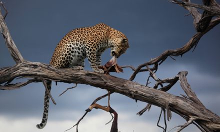 Traveler Video of a Botswana Safari