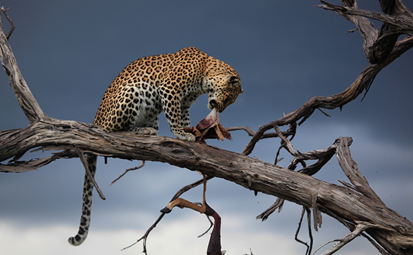 Wild Leopard in Botswana