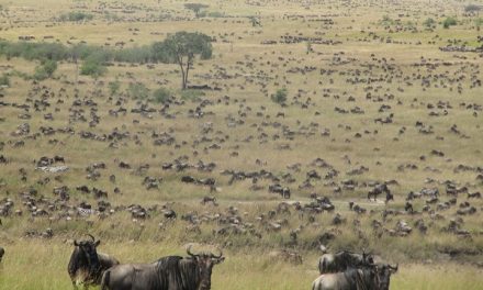 Five Facts about Kenya’s Maasai Mara National Reserve
