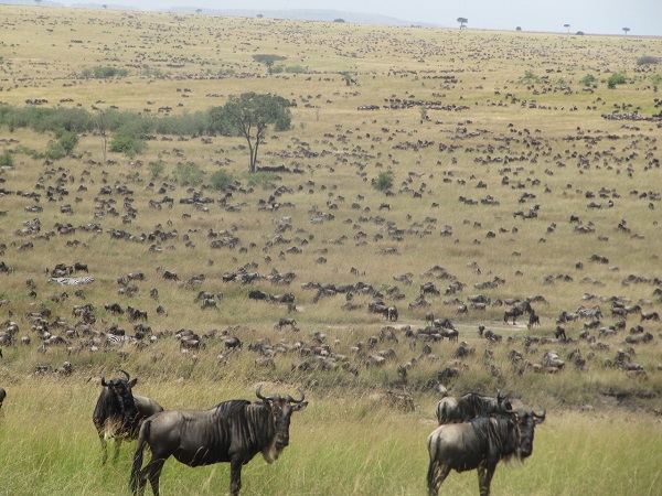 See East Africa's Great Migration in the Maasai Mara