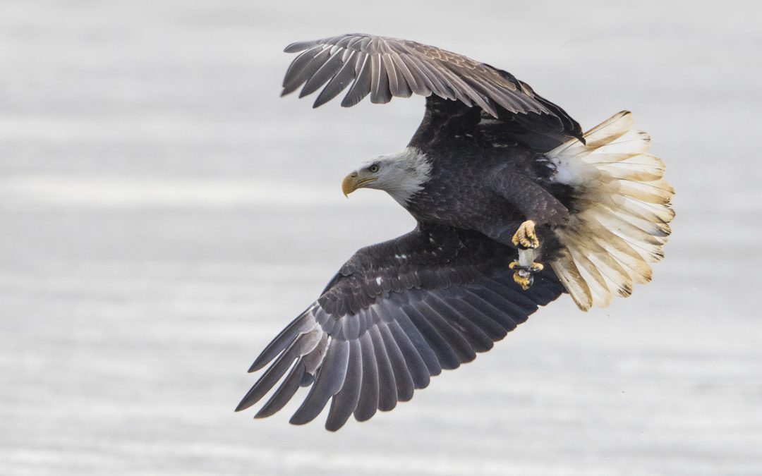 Wildlife Photo of the Week: Bald Eagle with Fish