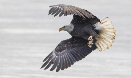 Wildlife Photo of the Week: Bald Eagle with Fish