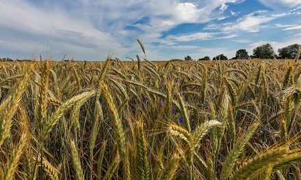 Global Seed Vault Fails: “Permanently Frozen” Isn’t Anymore