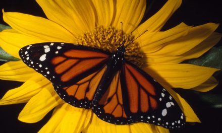 Q-and-A: Mexico’s Kingdom of the Monarchs