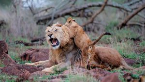 lion dad and cub playing