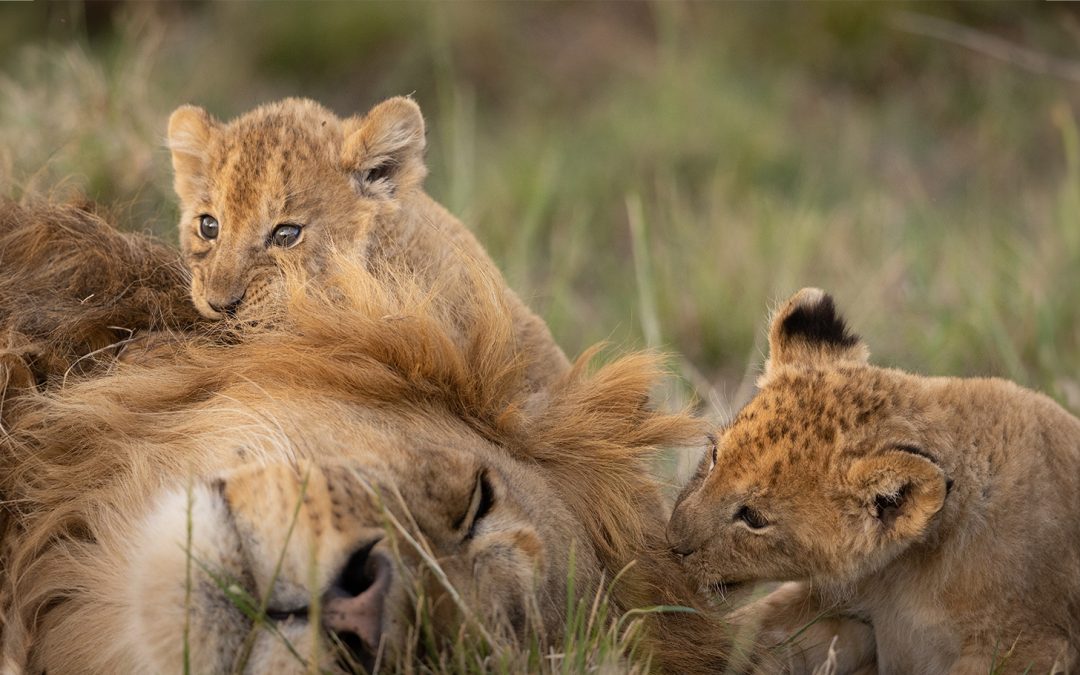 The 9 Best Dads of the Animal Kingdom
