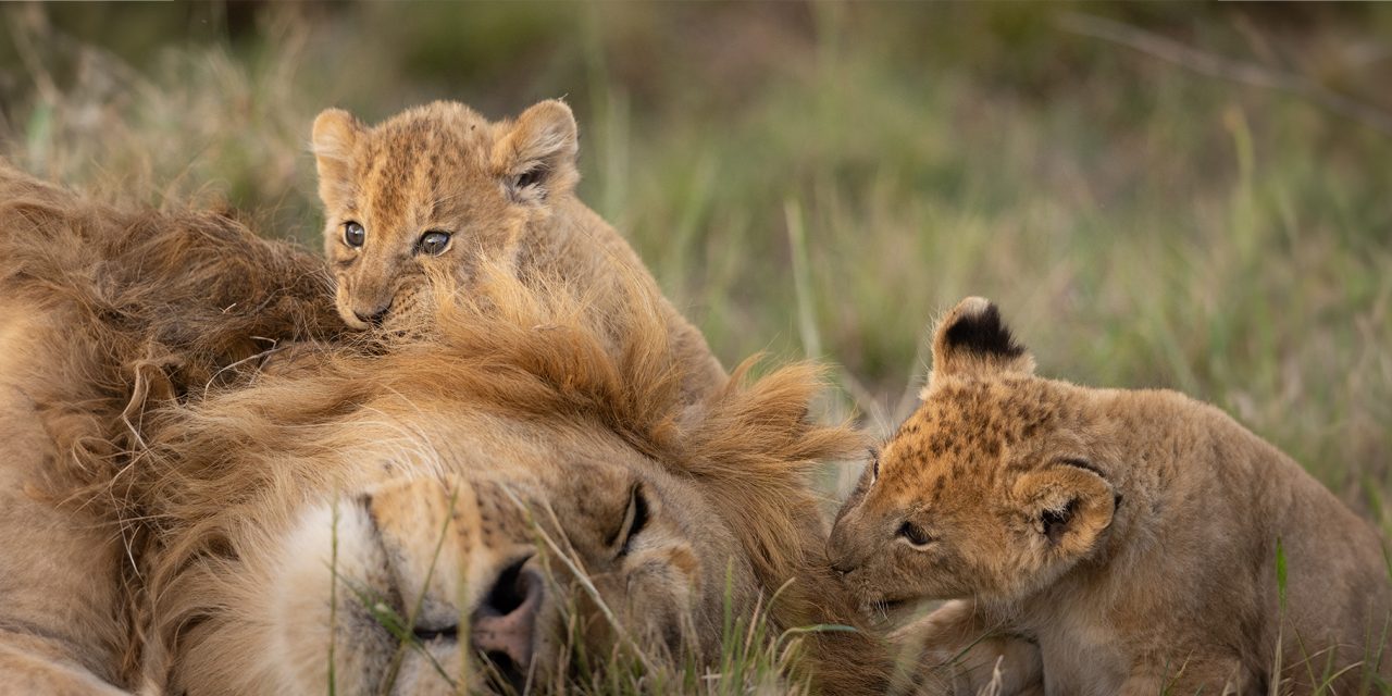 The 9 Best Dads of the Animal Kingdom
