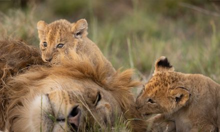 The 9 Best Dads of the Animal Kingdom