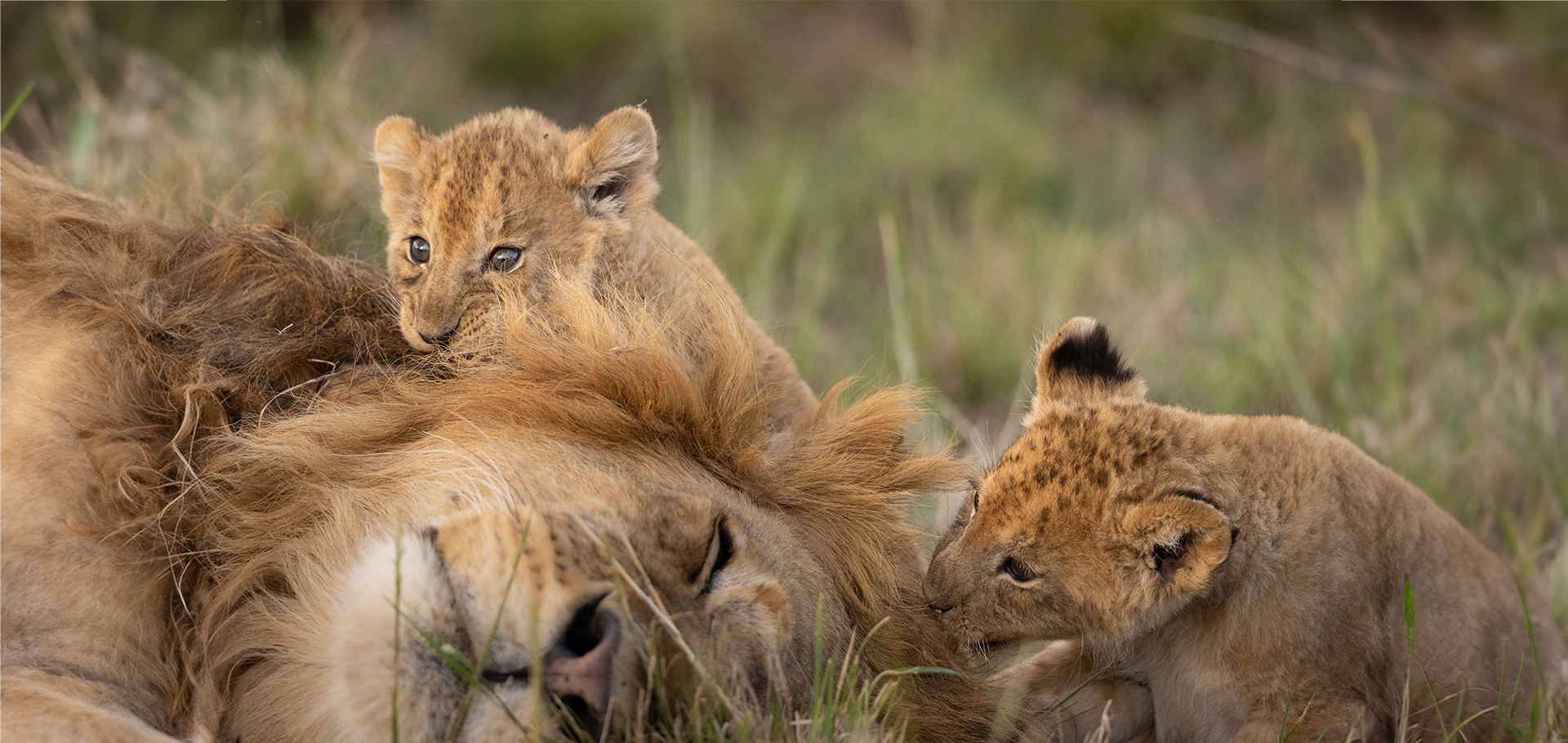 male lion dad and cubs