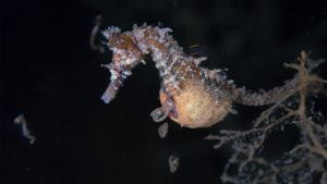 pregnant male seahorse giving birth
