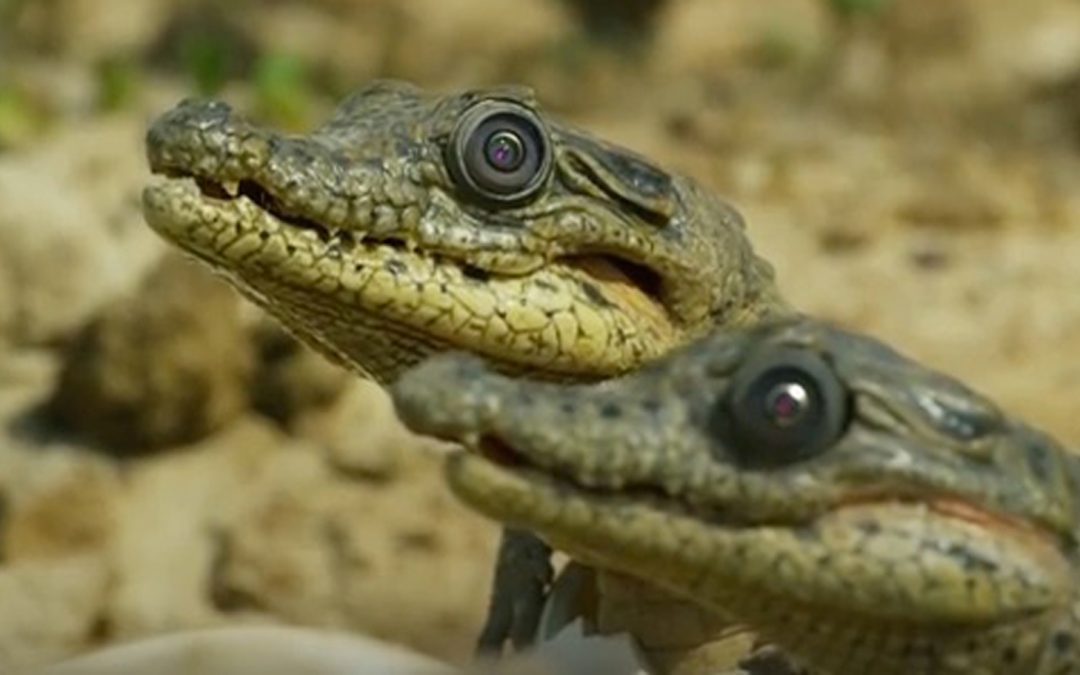 Videos: Watch as Robotic Animals Secretly “Spy” on Wildlife