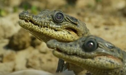 Videos: Watch as Robotic Animals Secretly “Spy” on Wildlife