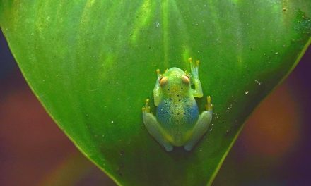 Traveler Story: Costa Rica Wilderness Explorer