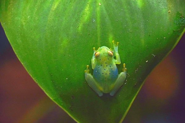 See tree frogs in Costa Rica