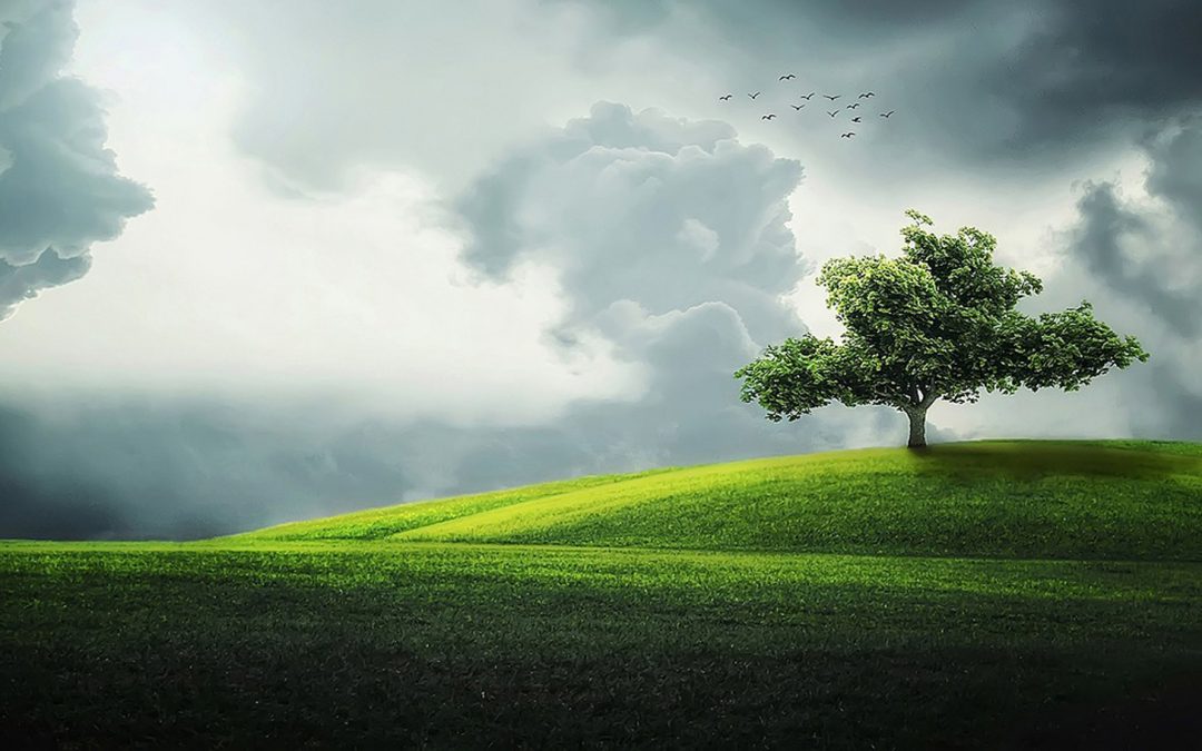 Video: Rediscovering Shel Silverstein’s “The Giving Tree”