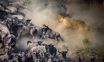 Congratulations to the Winners of the 2017 Wildlife Photo Contest!