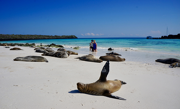 Galapagos sea lions on the beach