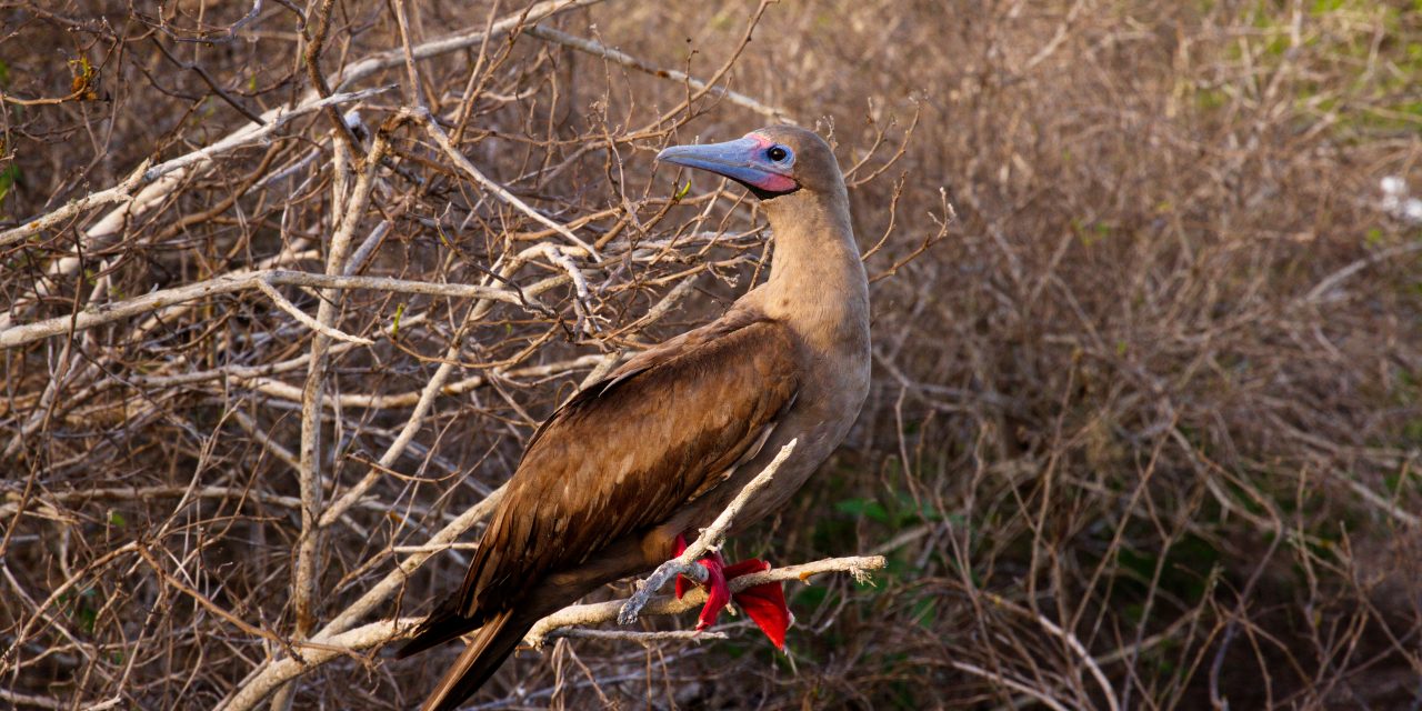 Three Galapagos Islands You Shouldn’t Miss