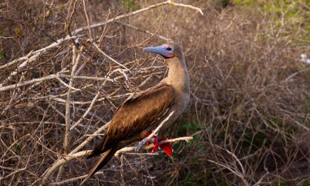 Three Galapagos Islands You Shouldn’t Miss