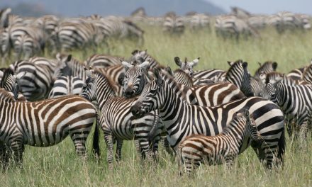 When Animals Gather, Our Language Gets Lyrical