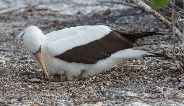 Nacza booby mother and chick nesting