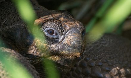 Traveler Story: Classic Galapagos Photo Adventure
