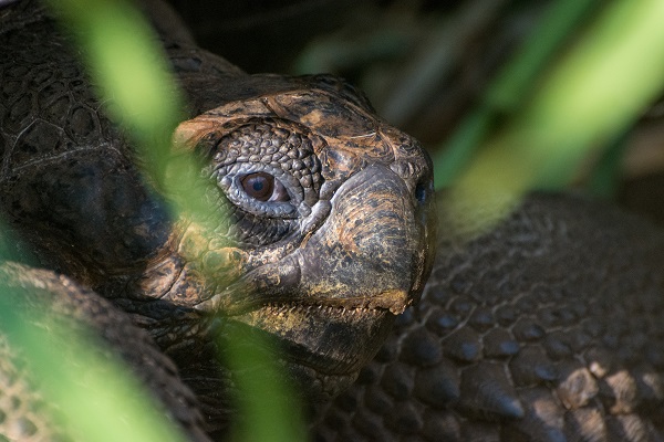 Giant tortoise eye up close in the Galapagos