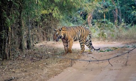 Traveler Story: Our Grand India Wildlife Adventure