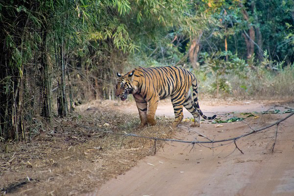 See Bengal tigers in the wild on an India safari