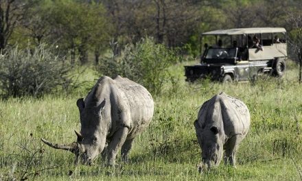‘Stand Together’ Music Video Supports Rhino Conservation in Namibia