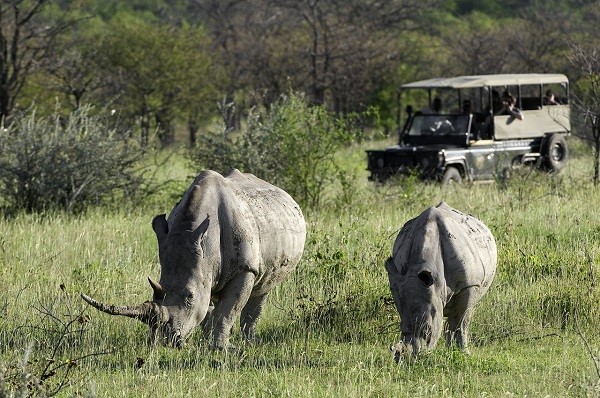 Desert Rhino Safari in Namibia