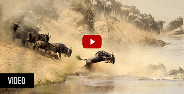 Wildebeest crossing a river in East Africa's Great Migration