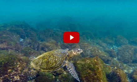 Video: Swimming with Green Sea Turtles in the Galapagos